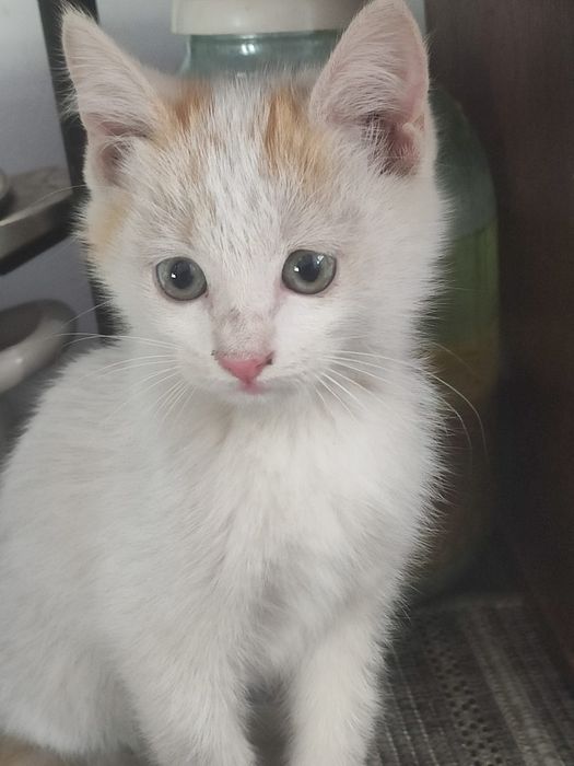 Отдам котика в доброе руки