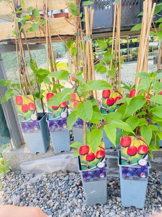 Mevali va manzarali kochatlar yashil makon