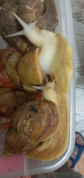 Улитка сотилади 8,9см см