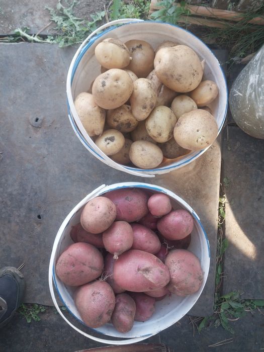 Продам яблоки,крупные,вкусные