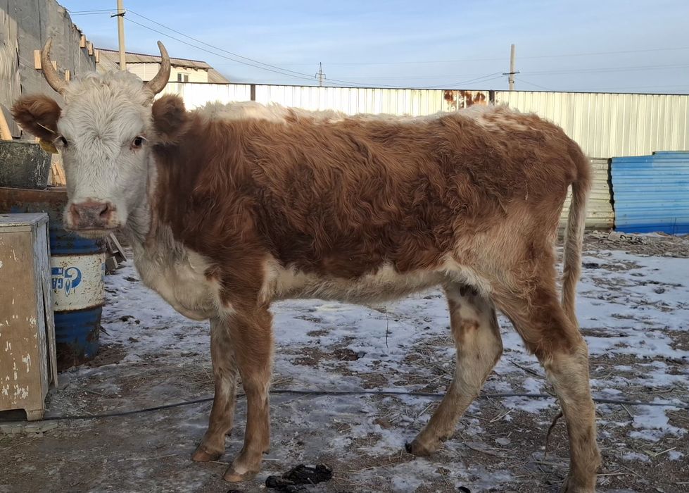 Буаз құнажын сиыр