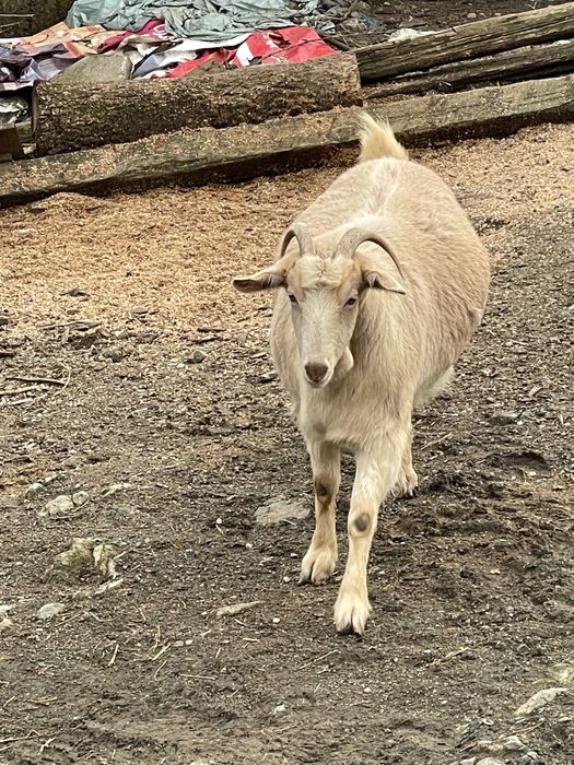 Продавам минало годишно женско  яре