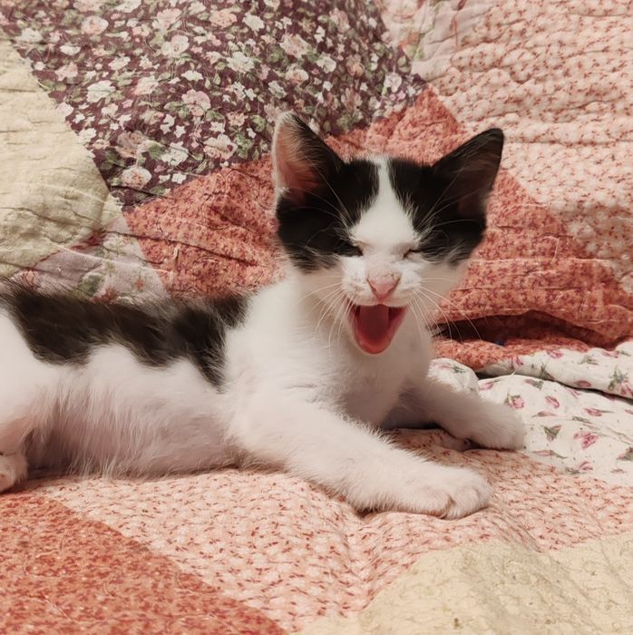 Котята 2 мес, мальчики и девочки