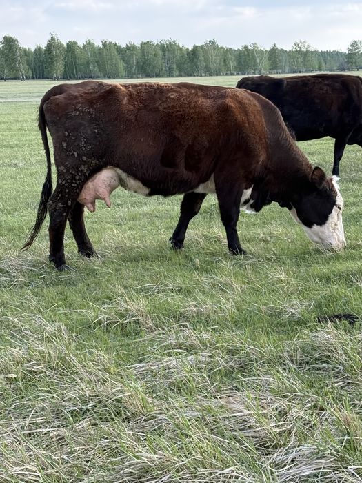 Продам корову молочную