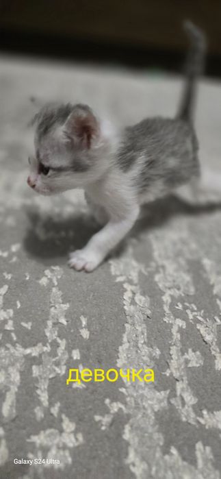 Отдам Котят в добрые руки! Бесплатно