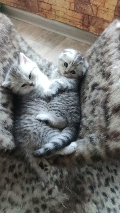 Котенок девочка страйт