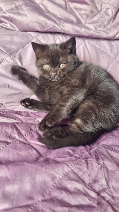Котёнок шотландец Скотиш фолд