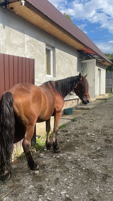 Armăsar de vânzare