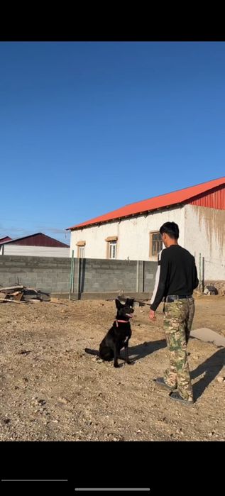 Toza nemis afcharkasi (Kamyob qora rangidan)