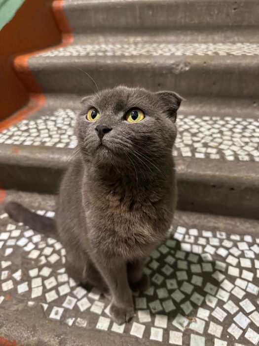 Отдам кошку в добрые руки