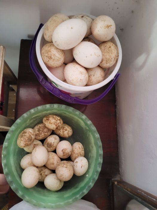 Яйца уток и гусей на инкубатор