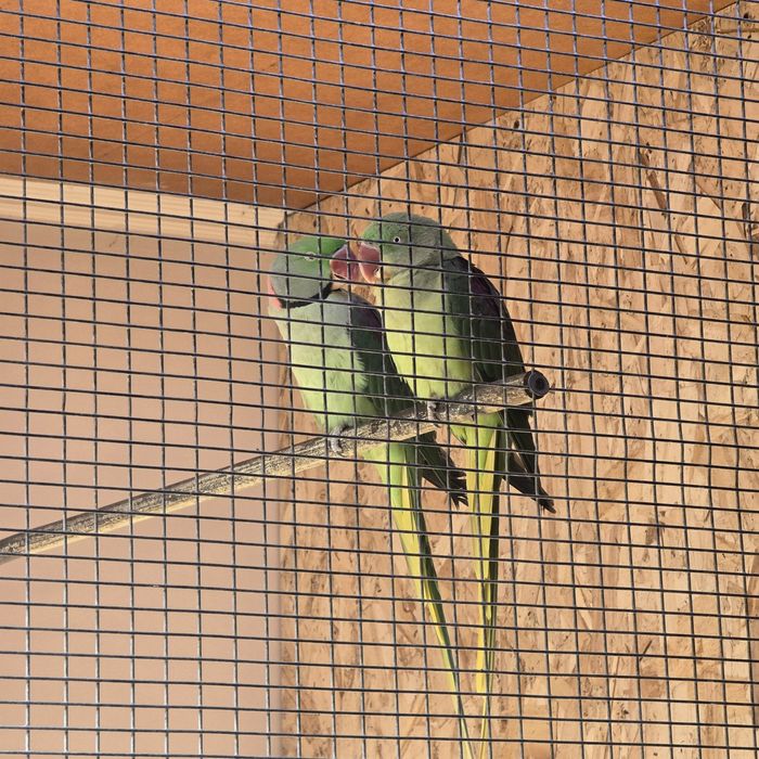 Александриские попугай пара