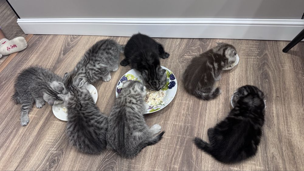 Шотландские котята
