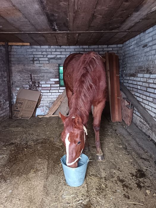 Продам жеребчк 1,5года