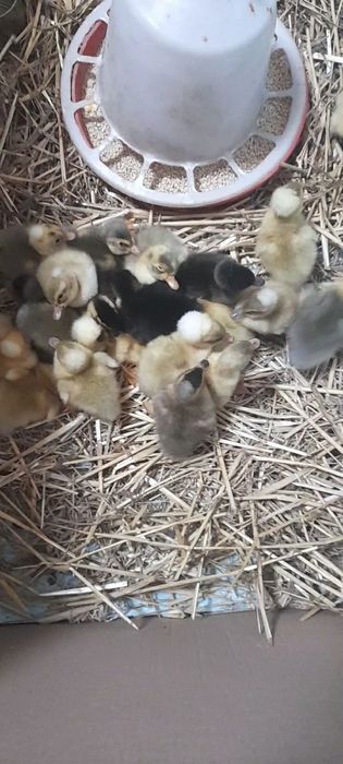 Oua de rață moțata pt incubat Sanmihaiu Almasului • OLX.ro