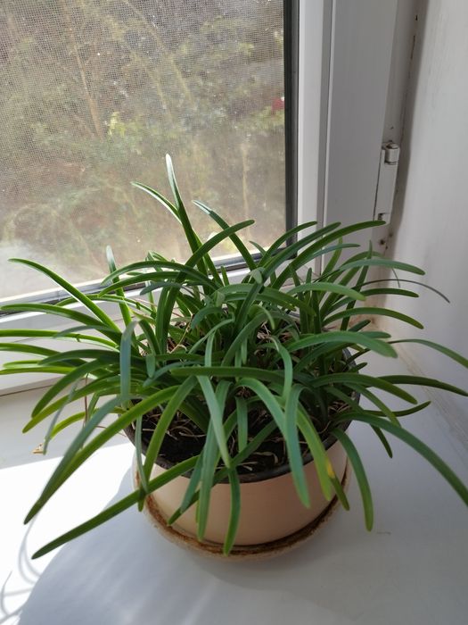 Продам два комнатных цветка