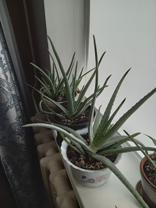 Цветы разные цены доступные