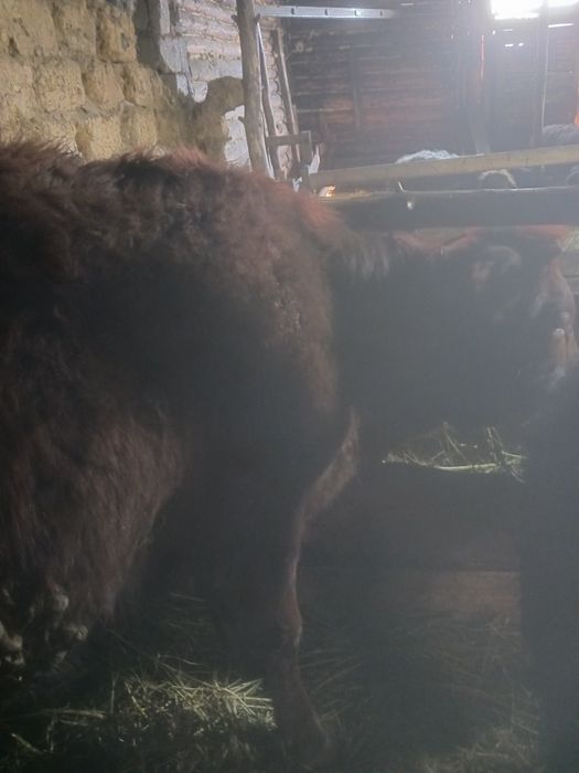 Продам тёлка стельная