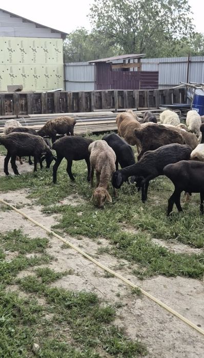 Қой сатылады)тоқты, саулықтар