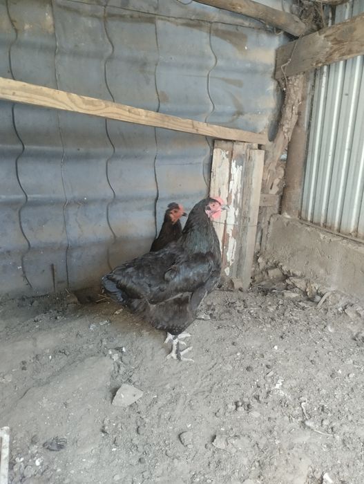 Домашнеи куреи ннн
