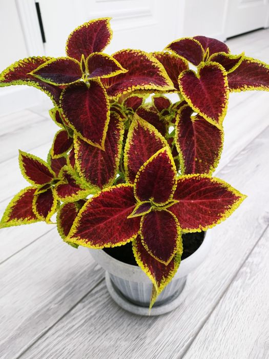 Комнатные растения. Доставка