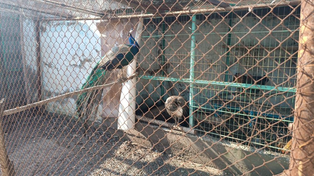 Павлин  срочно   нужна деньги