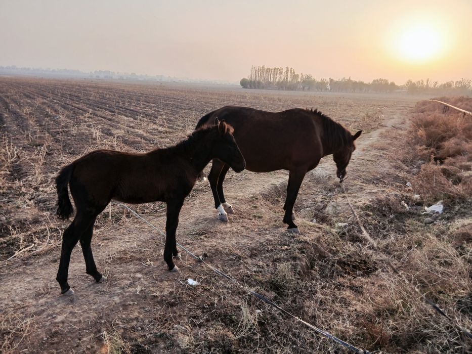 Biya sotiladi ona bola 4 chi qorin bolasi