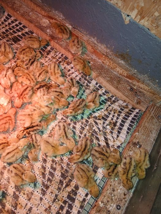 Pui prepelițe Jumbo Gold