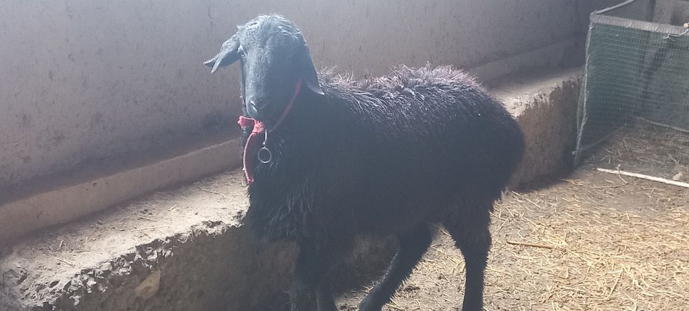 Surxon qochqori sotiladi zot uchun