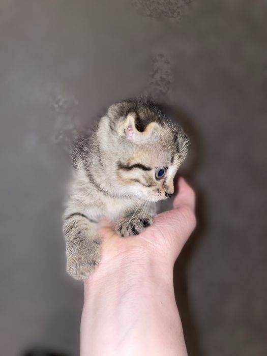 Веслаухие шатландцы