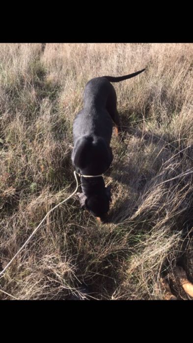 Cățea Copoi Ardele