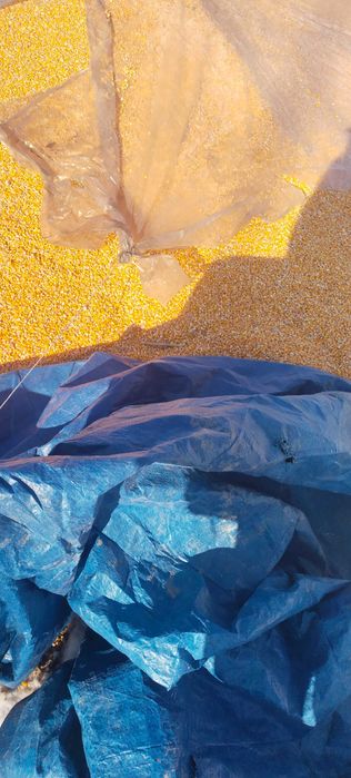 кукуруза 85тг в мешках и в россопь