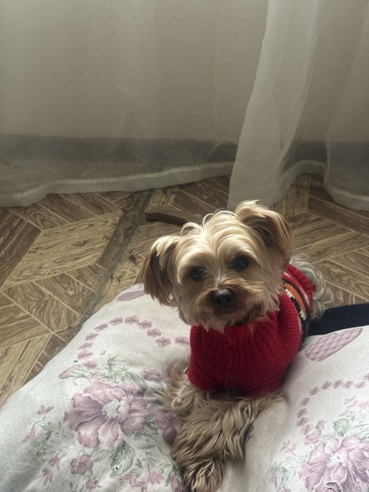 вязка йоркширский терьер