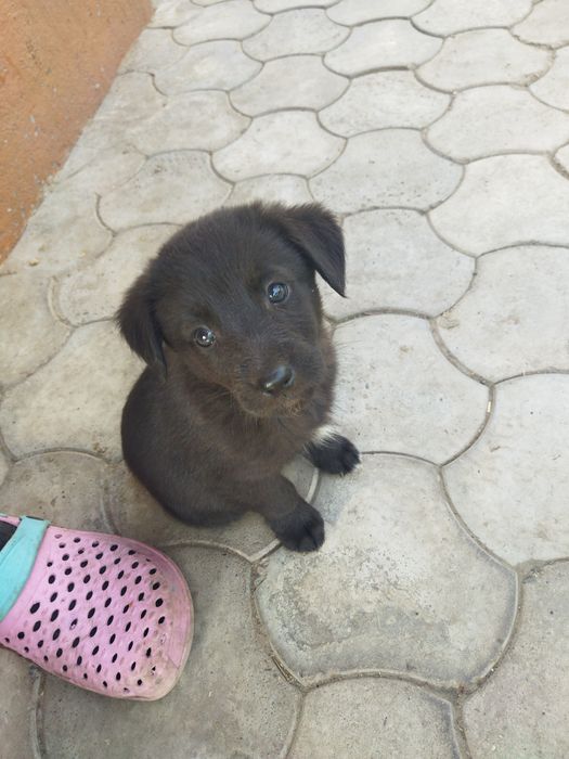 Щенок мальчик отдам в хорошие руки