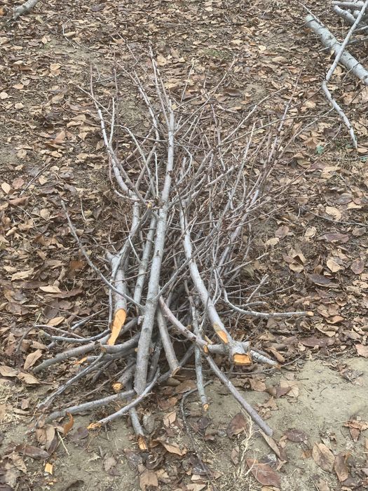 O’tin sotiladi narxini kelishamiz