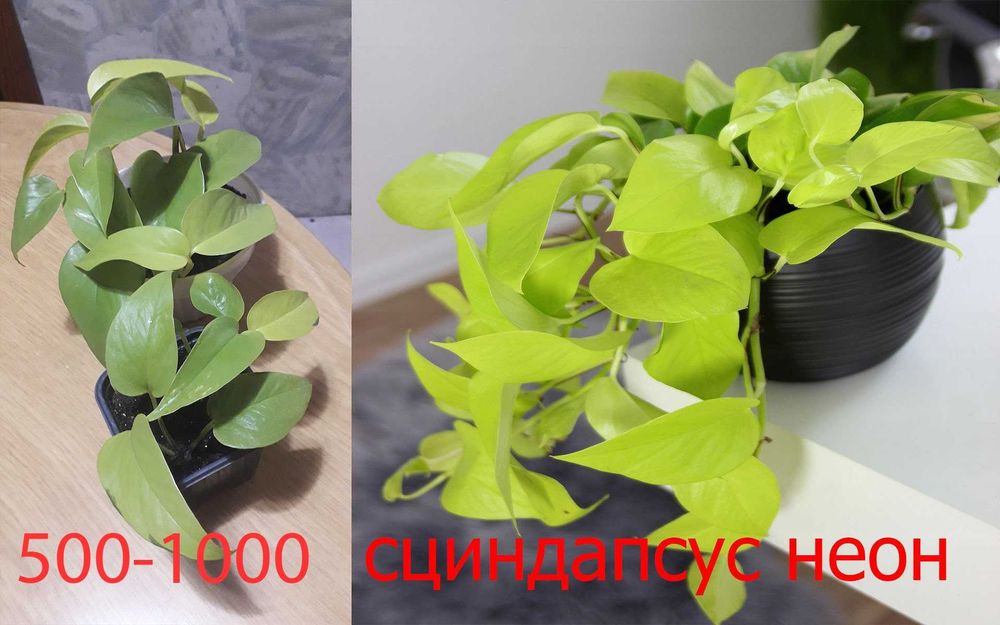 Комнатные  цветы