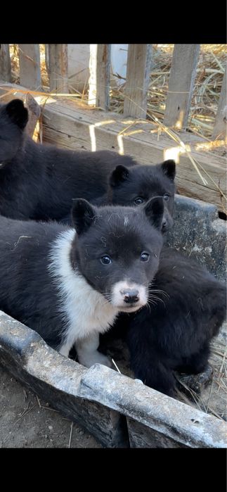 Лайка щенкий Русский европейский