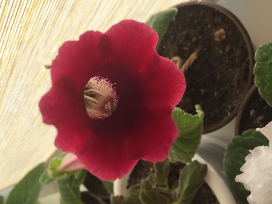 Продам глоксинии