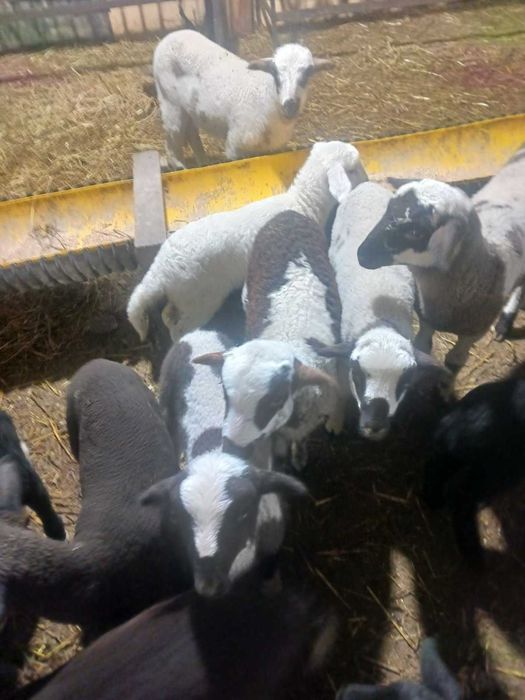 Продавам агнета за празниците