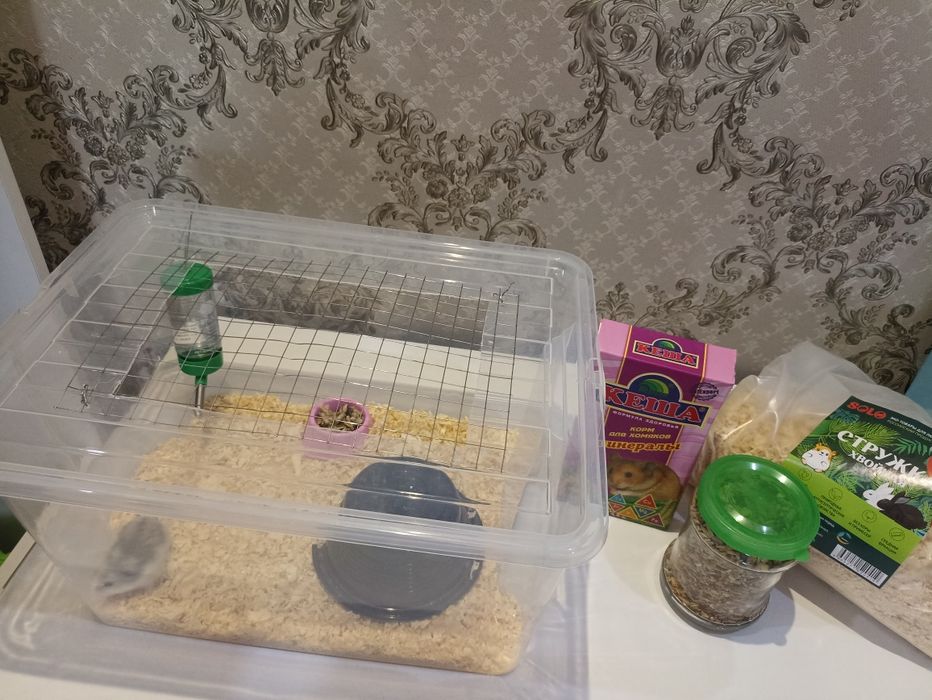 Продам хомяка  .