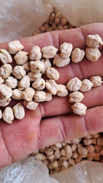 Гибрид (Амприка) навли нухат сотувда