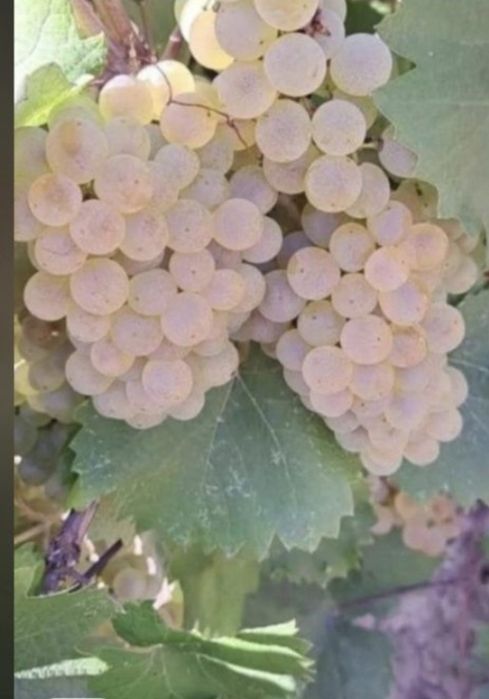 Vând struguri de vin direct de la producatori