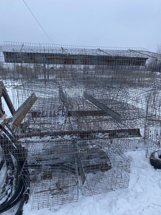 Клетка клетка клетка