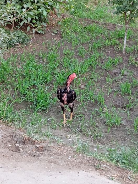 Жужалар сотилади