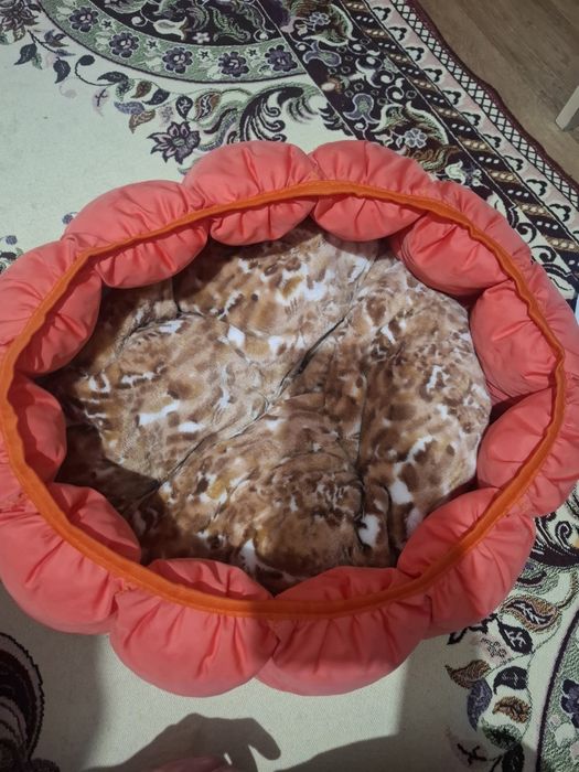 Мысык сатылады 10000