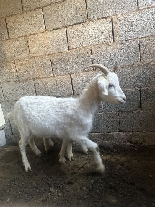 Ешкілер сатылады