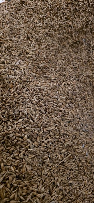 Orz si grau de vanzare ..