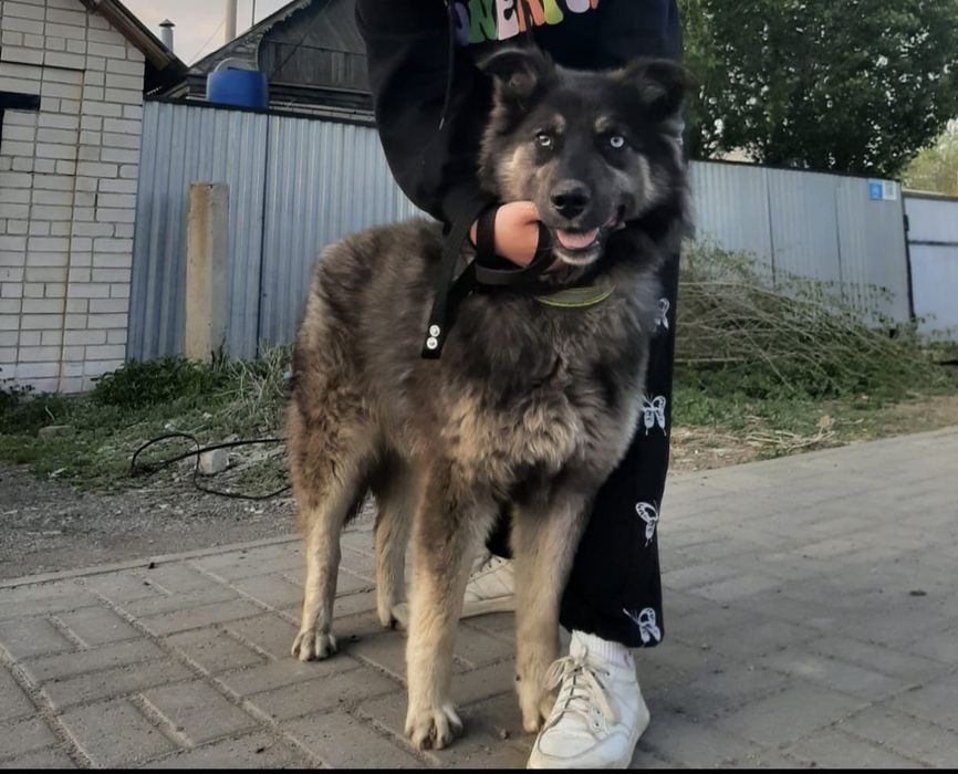 Отдам собаку в добрые руки