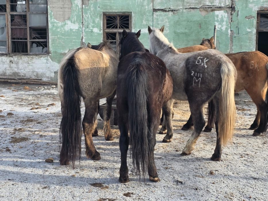 4 бас Бие сатам бес жасар