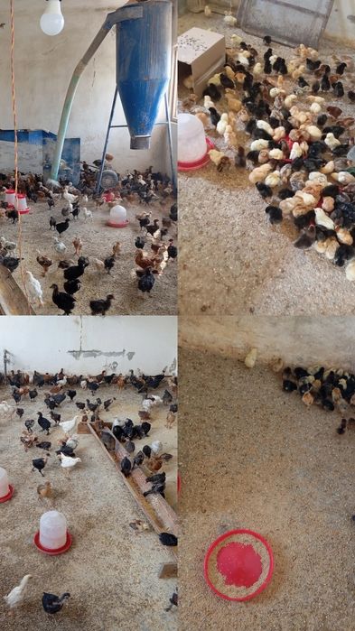 Vand pui de și găini.